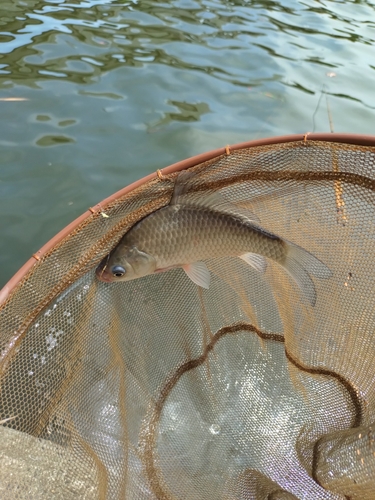 マブナの釣果