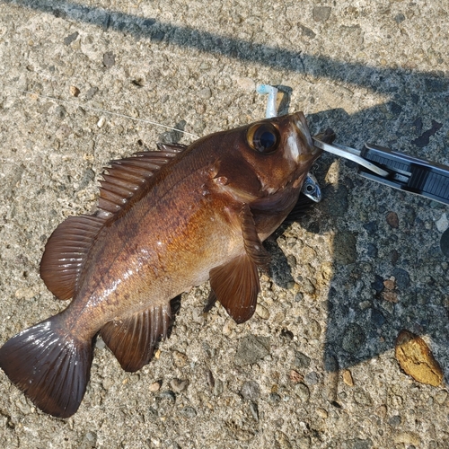 メバルの釣果