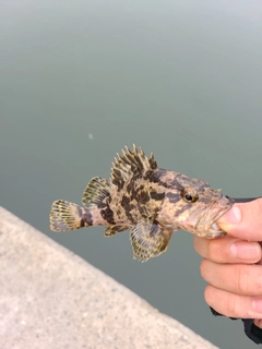 タケノコメバルの釣果