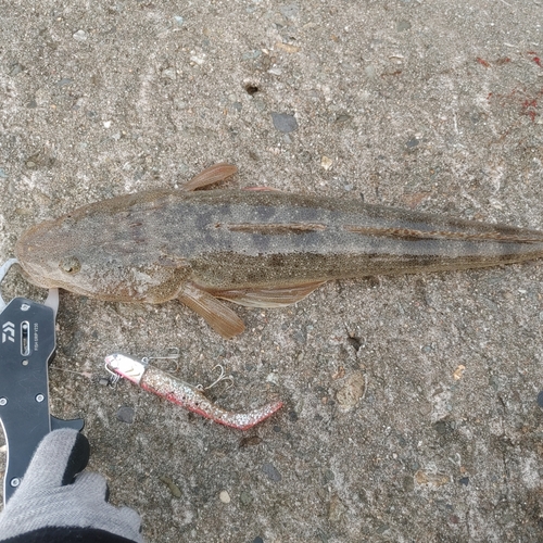 マゴチの釣果