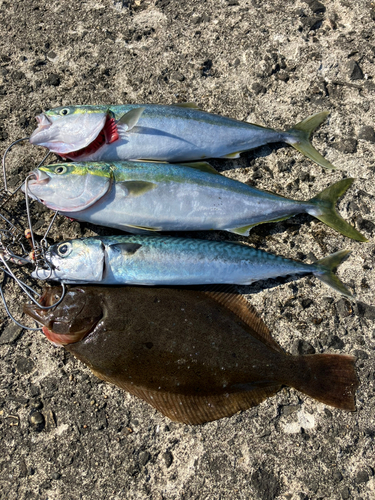 サバの釣果