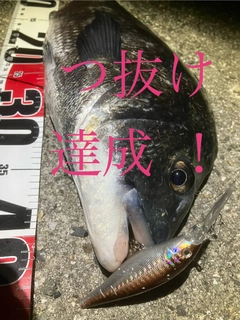 チヌの釣果