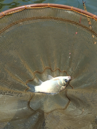 マブナの釣果