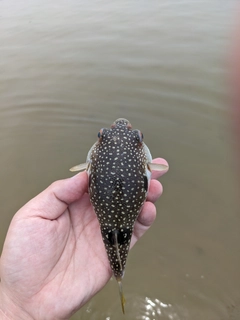 クサフグの釣果