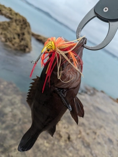 ヤミハタの釣果