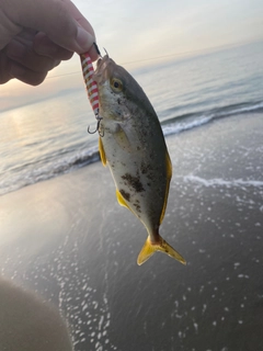 ショゴの釣果