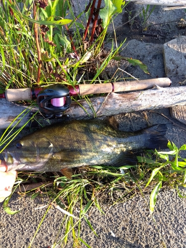 スモールマウスバスの釣果