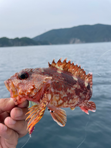 ガシラの釣果