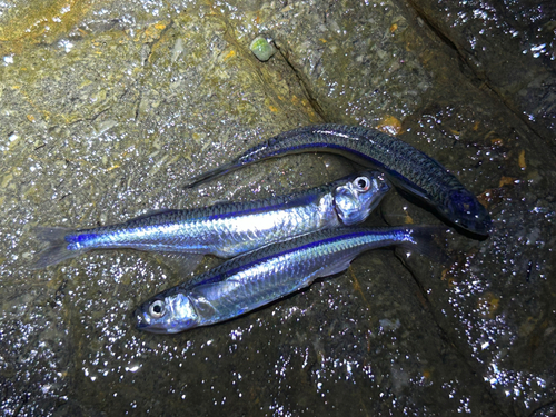 イワシの釣果