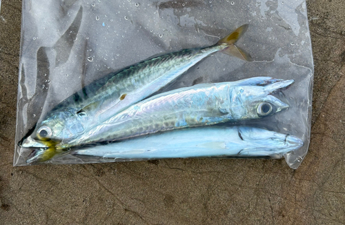 サバの釣果