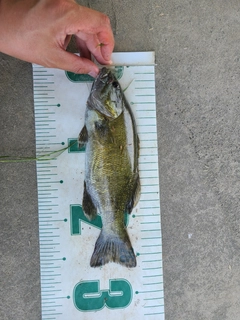 スモールマウスバスの釣果