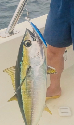 キハダマグロの釣果