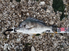 キビレの釣果