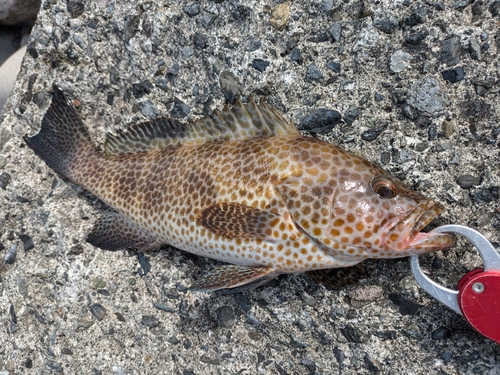 オオモンハタの釣果