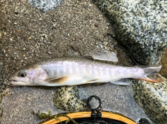 イワナの釣果