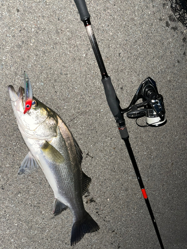 シーバスの釣果