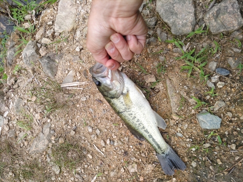 ブラックバスの釣果