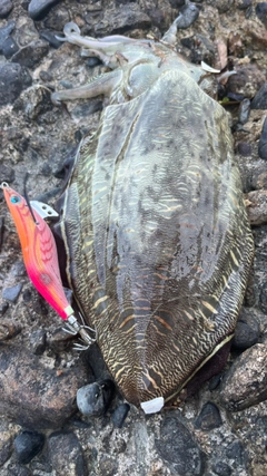 モンゴウイカの釣果