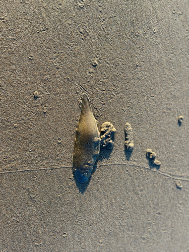 シタビラメの釣果