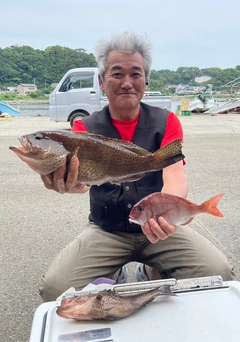 マダイの釣果