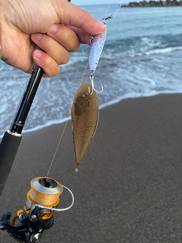 シタビラメの釣果