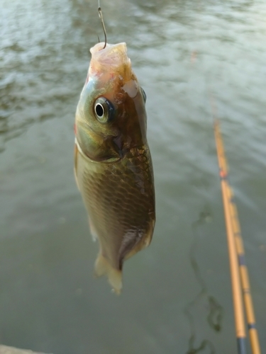 マブナの釣果