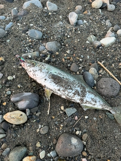 イナダの釣果