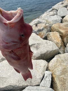 コブダイの釣果