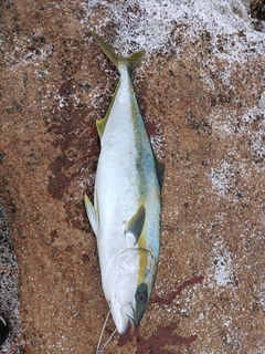 ヒラマサの釣果