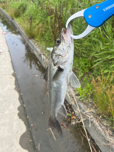 セイゴ（マルスズキ）の釣果