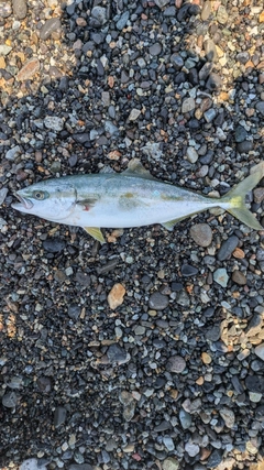 イナダの釣果