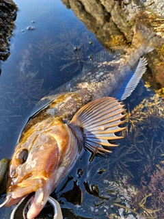 アイナメの釣果