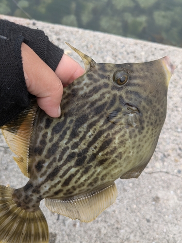 モンゴイカの釣果