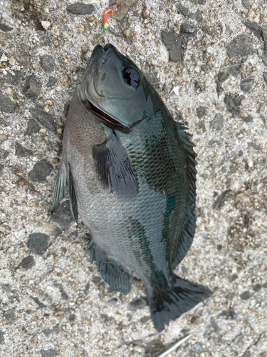 クロメジナの釣果