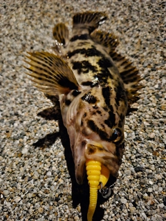 ベッコウゾイの釣果