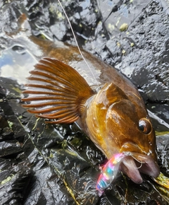 アイナメの釣果