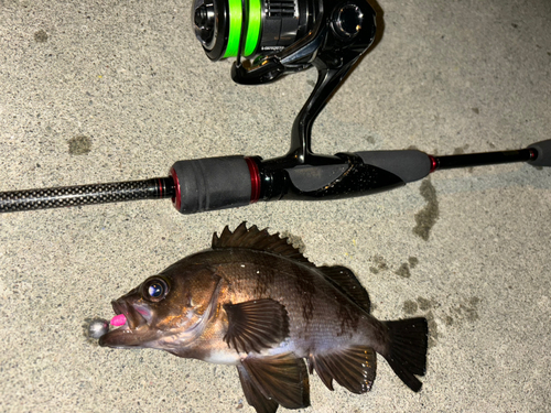 メバルの釣果