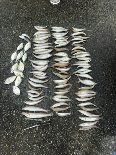 シロギスの釣果