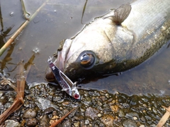 スズキの釣果