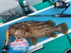 ホウキハタの釣果