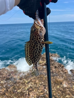 カンモンハタの釣果