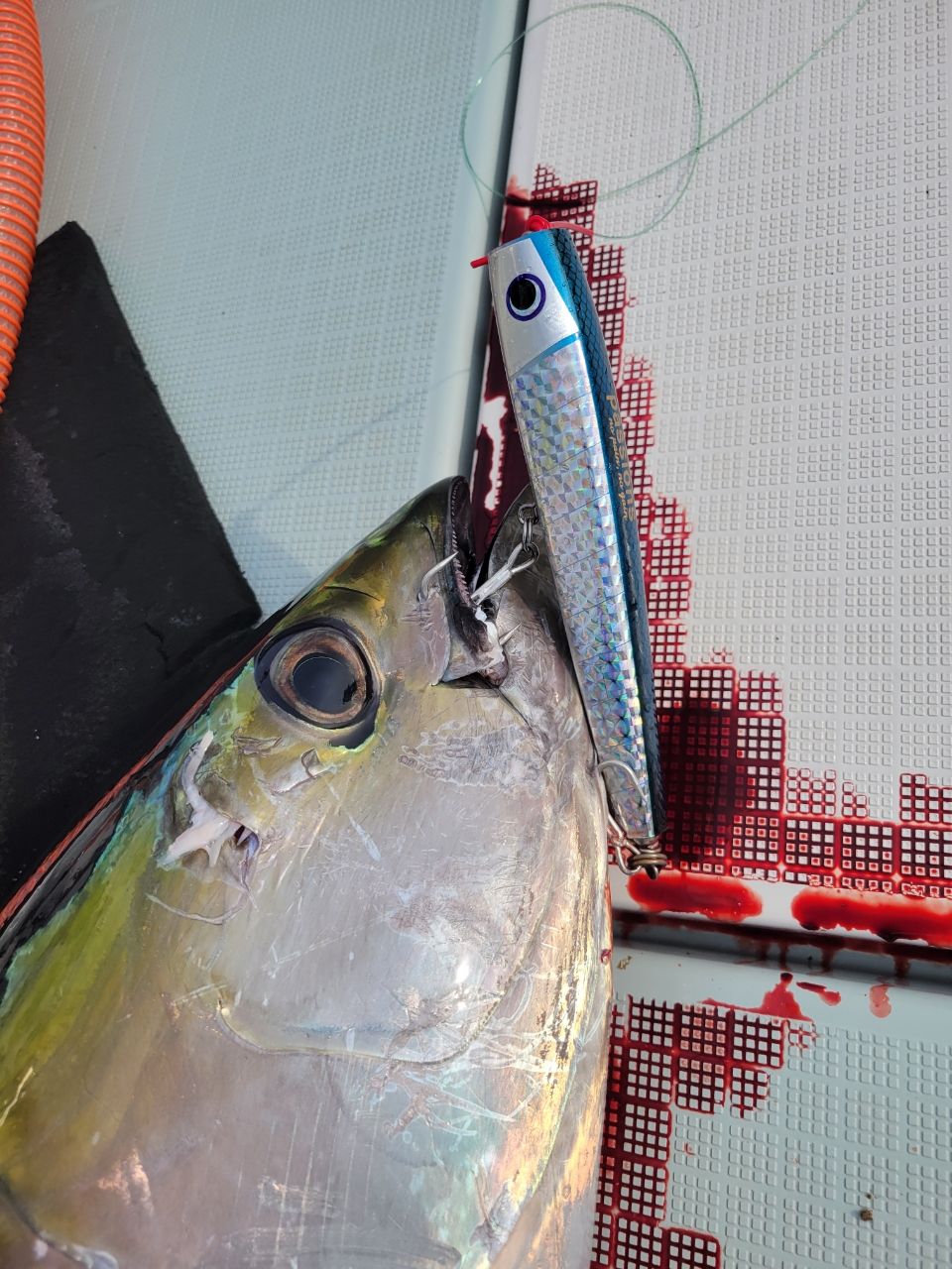 Trust1277さんの釣果 3枚目の画像