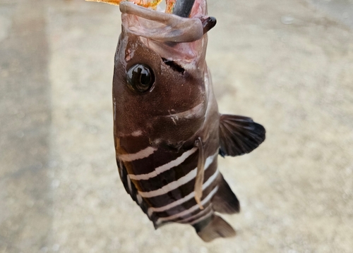 マハタの釣果