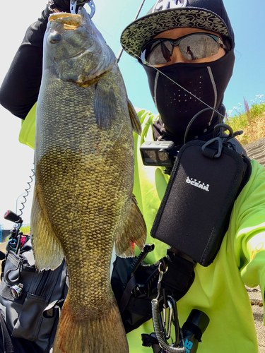 スモールマウスバスの釣果