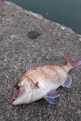 マダイの釣果