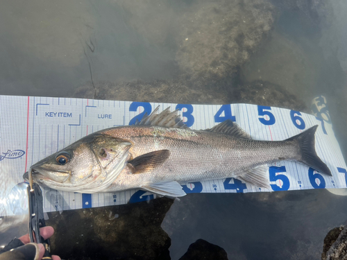 シーバスの釣果