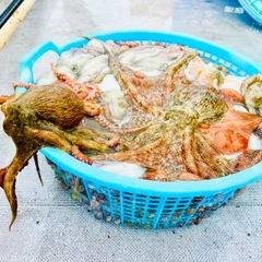 タコの釣果