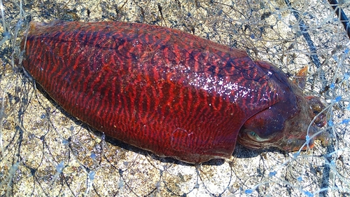 コウイカの釣果