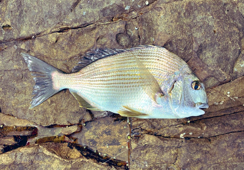 ヘダイの釣果