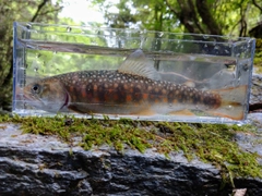 カワサバの釣果